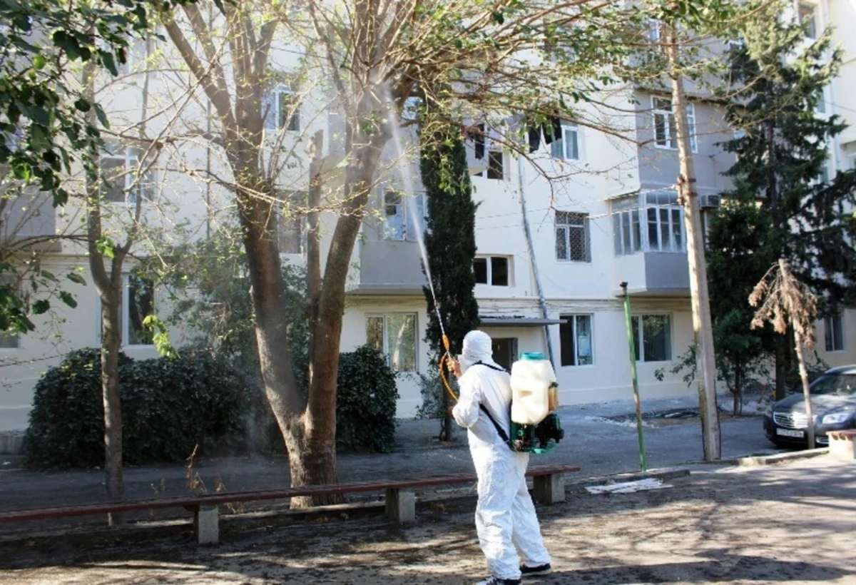 Bakının bəzi hissələrində ağacları qurd basıb