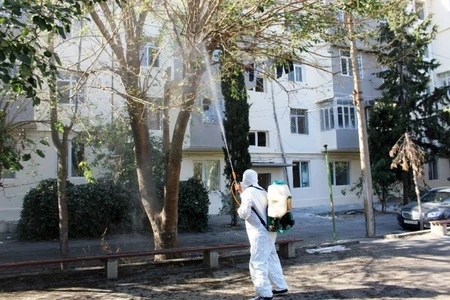 Bakının bəzi hissələrində ağacları qurd basıb