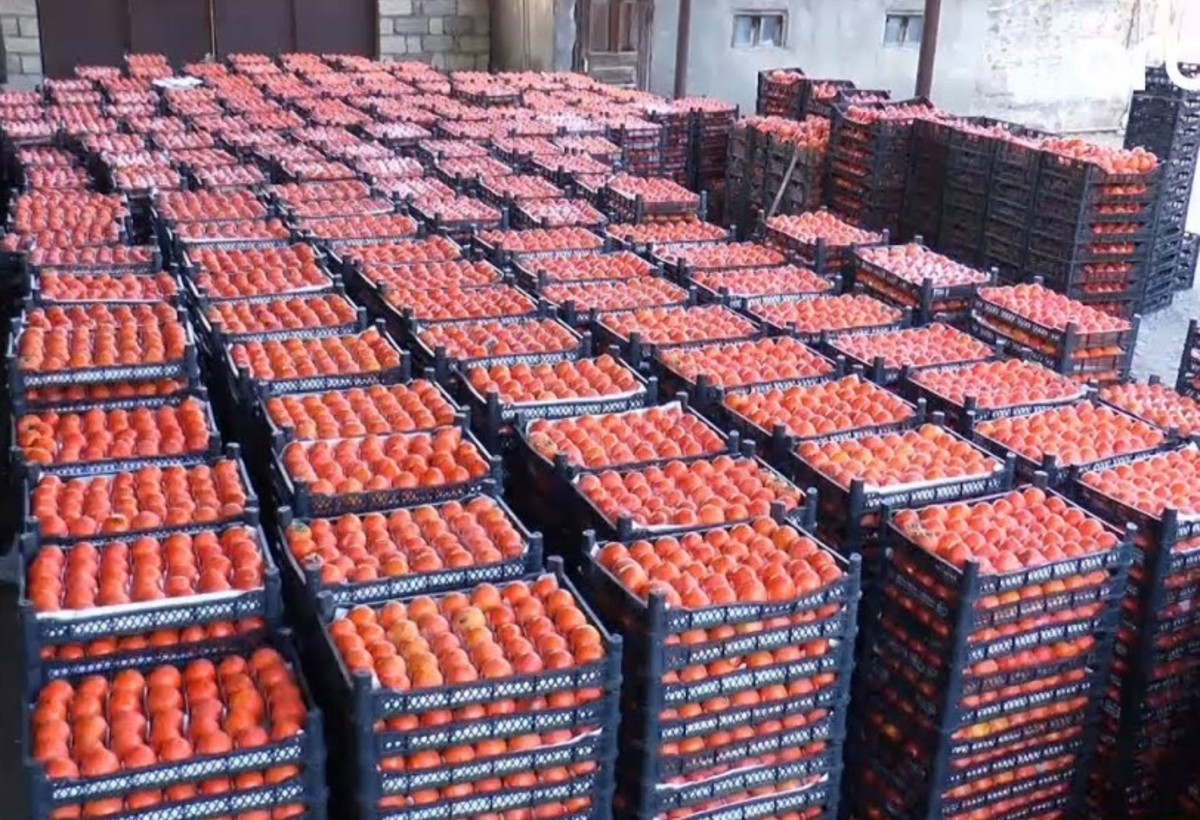 Xurma ixracatçıları Rusiya bazarını Türkiyəyə dəyişir