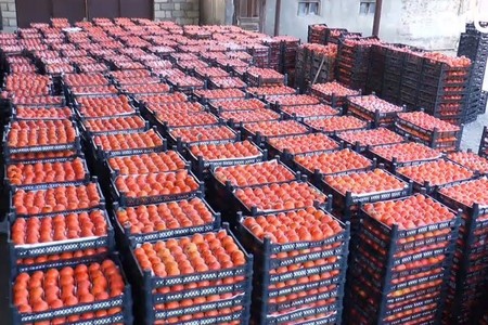 Xurma ixracatçıları Rusiya bazarını Türkiyəyə dəyişir