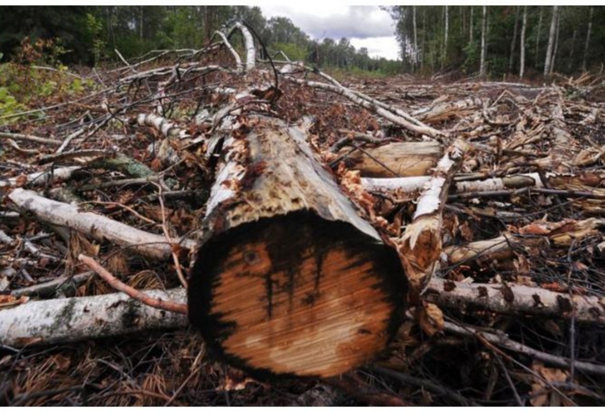 Meşəbəyi rüşvət üstündə həbs edildi