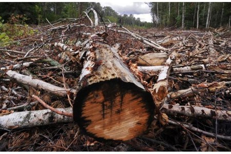 Meşəbəyi rüşvət üstündə həbs edildi