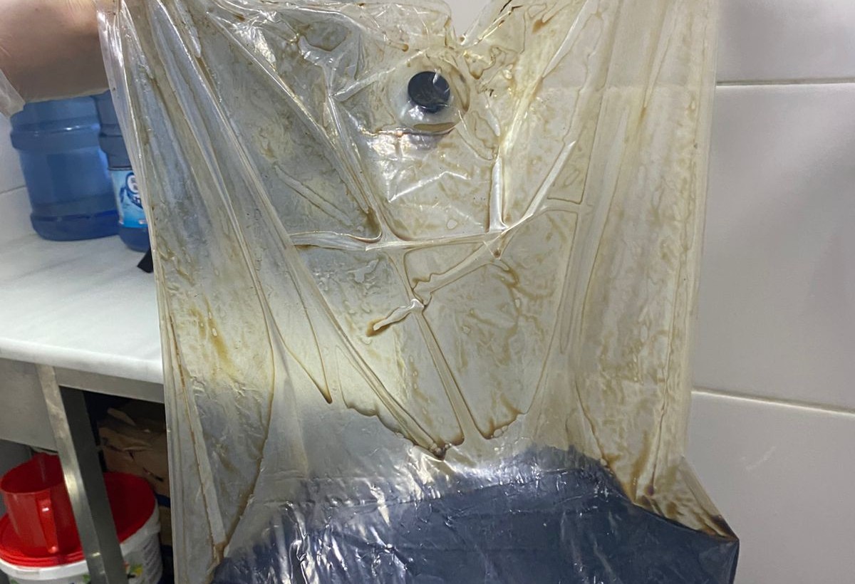 Bakıda suşi hazırlanan müəssisədə natəmizlik - FOTO