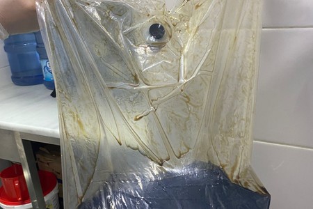 Bakıda suşi hazırlanan müəssisədə natəmizlik - FOTO