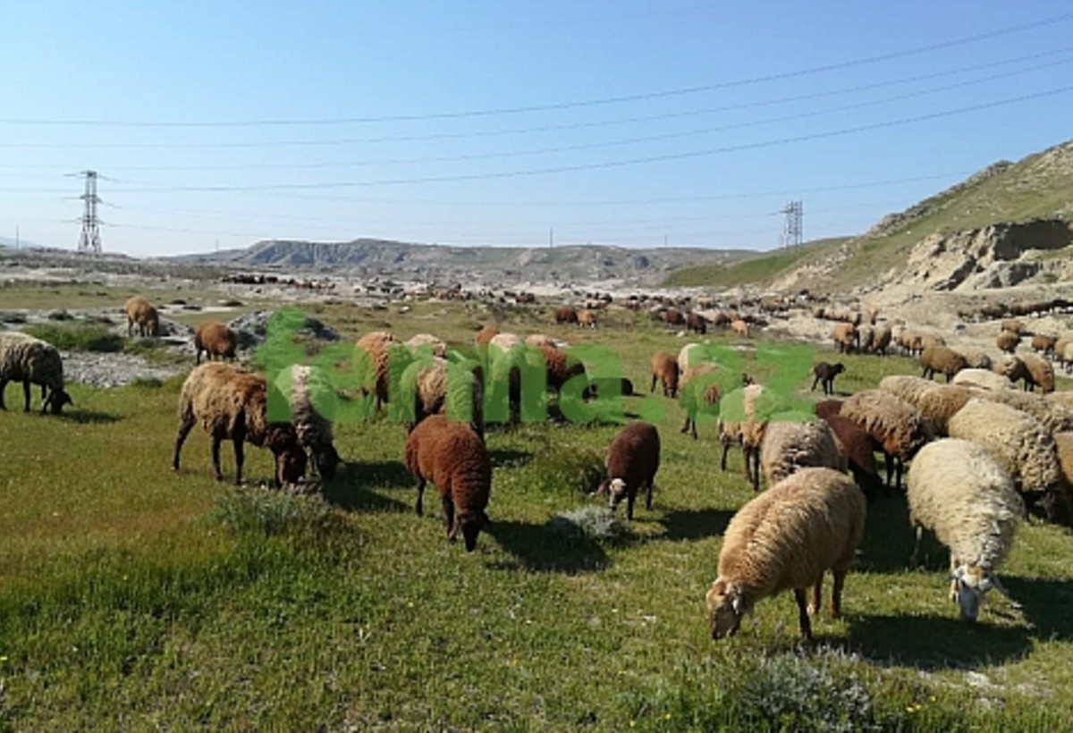 Bu il həbs olunan icra başçılarının şərik ferma təsərrüfatı üzə çıxdı