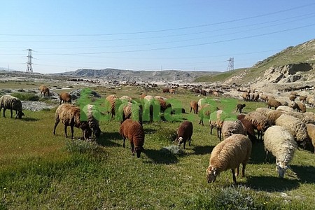 Bu il həbs olunan icra başçılarının şərik ferma təsərrüfatı üzə çıxdı