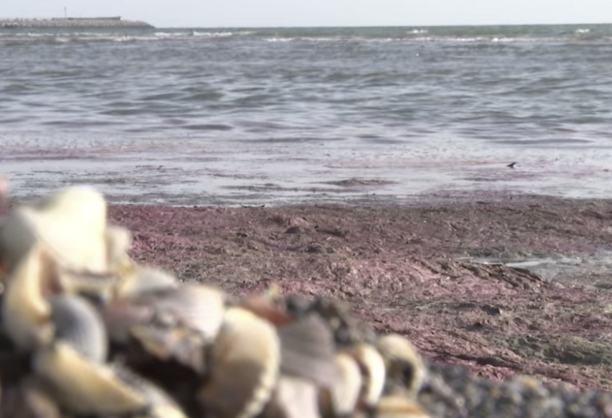 Xəzərin sahili qırmızı rəngdə, ətrafı kəskin qoxu bürüyüb - VİDEO