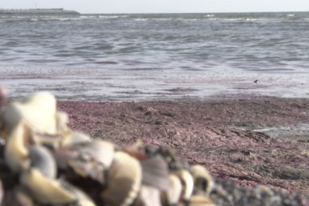 Xəzərin sahili qırmızı rəngdə, ətrafı kəskin qoxu bürüyüb - VİDEO