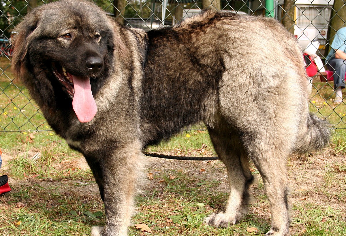Balakəndə çoban iti ahıl kişini parçalayaraq öldürüb