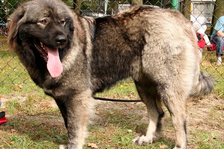 Balakəndə çoban iti ahıl kişini parçalayaraq öldürüb