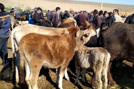 Mal bazarları bu şərtlərlə açılır - VİDEO