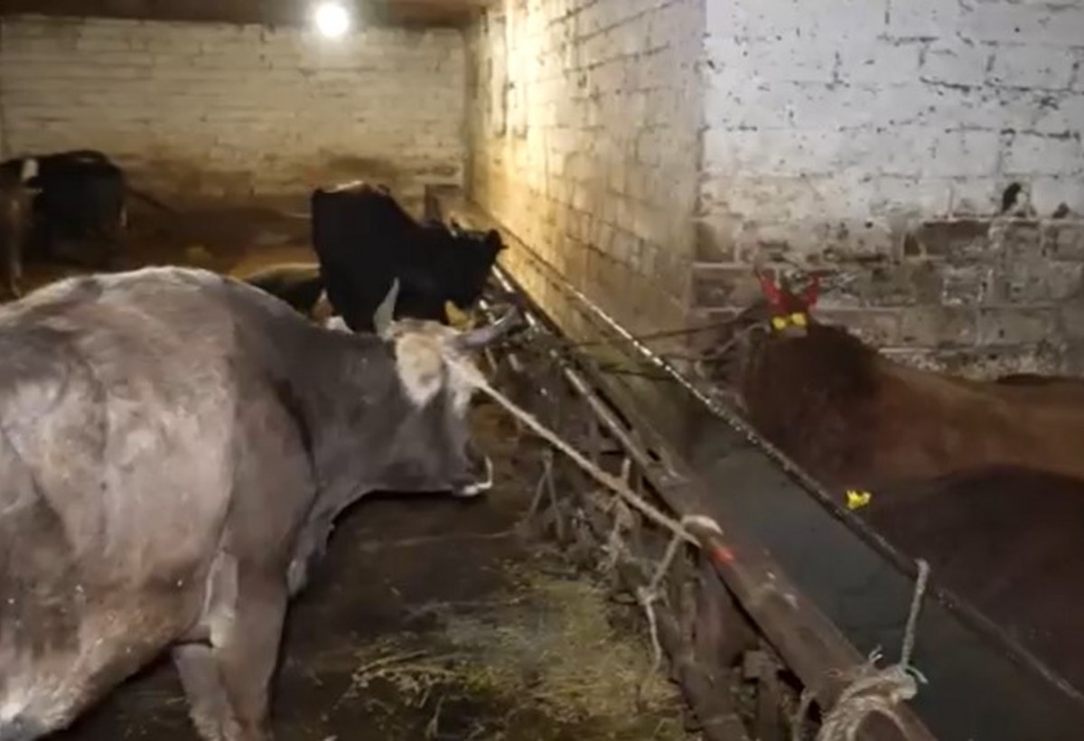 Xəstə heyvanın ətini emal edib satışa çıxarıblar - VİDEO