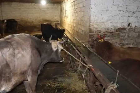 Xəstə heyvanın ətini emal edib satışa çıxarıblar - VİDEO