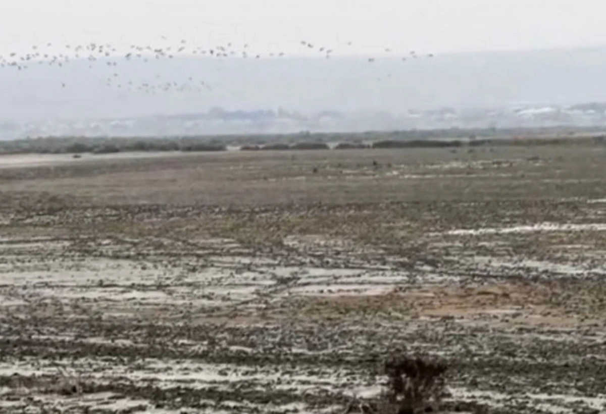 Hacıqabul ekoloji böhranla ÜZ-ÜZƏ: Göl tamamilə quruyub - VİDEO