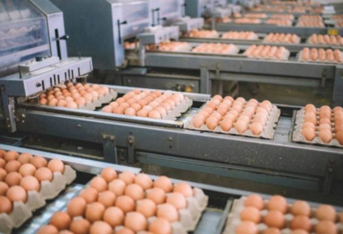 Azərbaycanda 10 ayda 2 milyard ədəd yumurta istehsal olunub