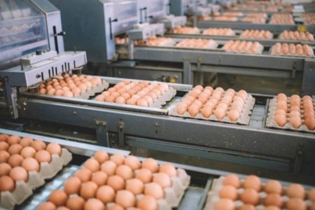 Azərbaycanda 10 ayda 2 milyard ədəd yumurta istehsal olunub