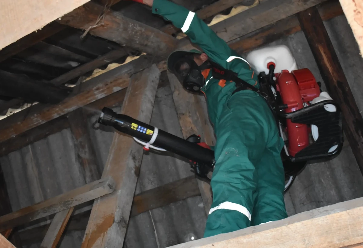 Qəhvəyi mərmər bağacığına qarşı 79 kənddə kimyəvi mübarizə aparıldı