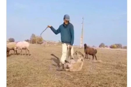Samuxda qoyunu qamçılayan çoban cəzalandırılıb