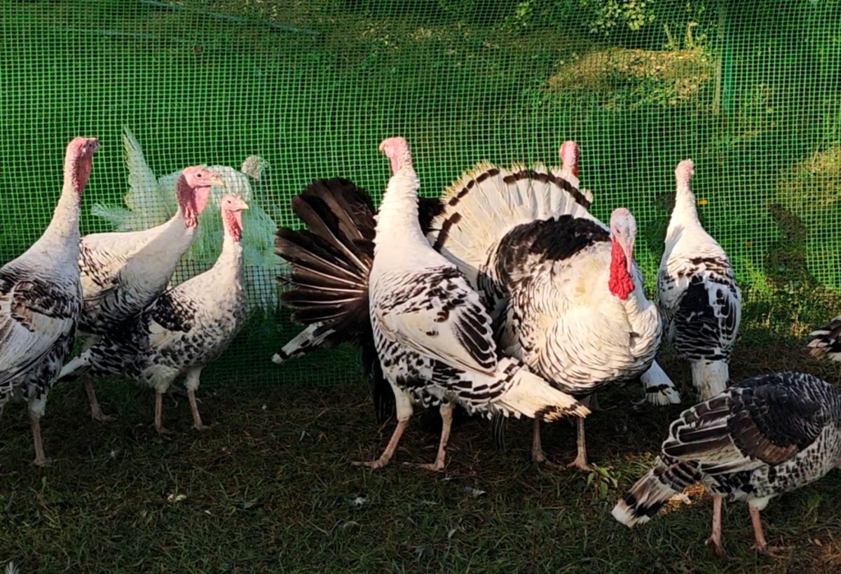 Biləsuvarda Hind quşu festivalı - FOTO