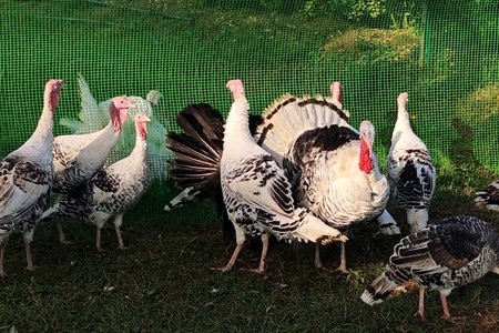 Biləsuvarda Hind quşu festivalı - FOTO