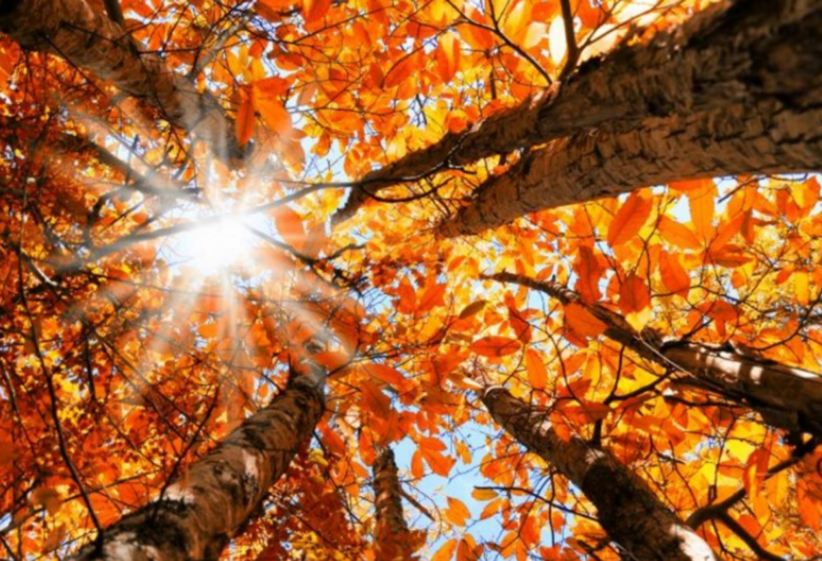 Həftənin ilk iş gününə 21 dərəcə isti PROQNOZU