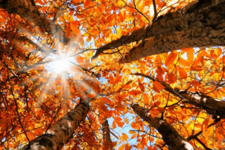 Həftənin ilk iş gününə 21 dərəcə isti PROQNOZU