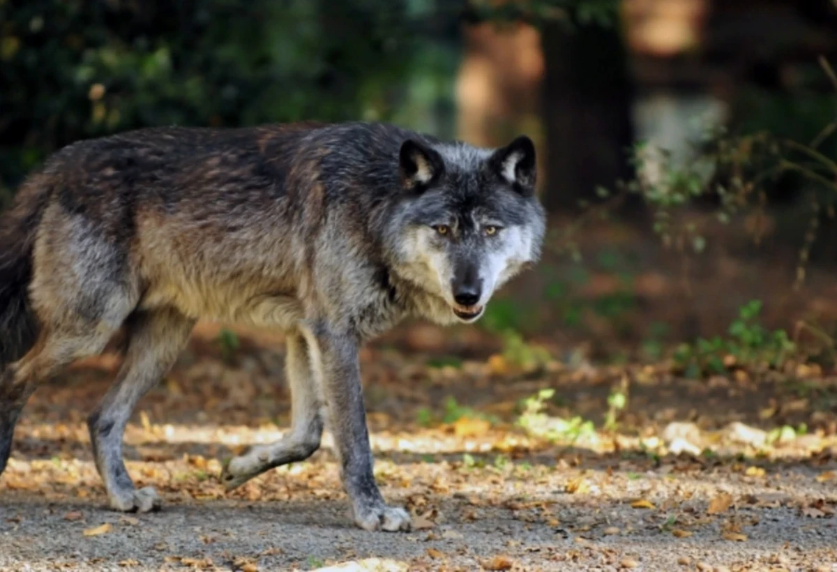 Canavarlar kəndə girdi, heyvanları parçaladı