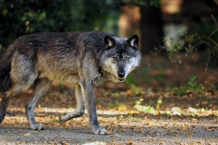 Canavarlar kəndə girdi, heyvanları parçaladı