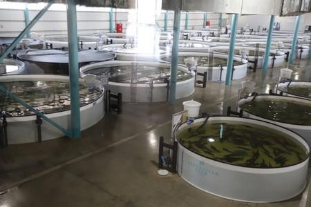 Balıqçılıq müəssisəsi idarəetmə orqanlarını formalaşdıracaq