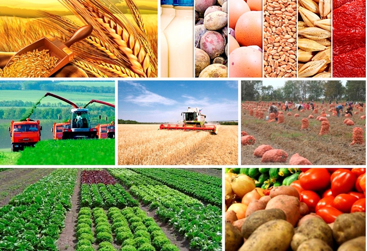 Ərzaq təminatı sahəsindəki vəziyyət araşdırılacaq