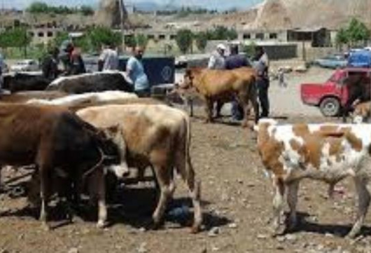 Azərbaycanda heyvan bazarlarında SON DURUM