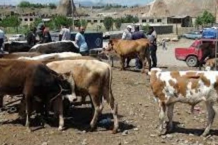 Azərbaycanda heyvan bazarlarında SON DURUM