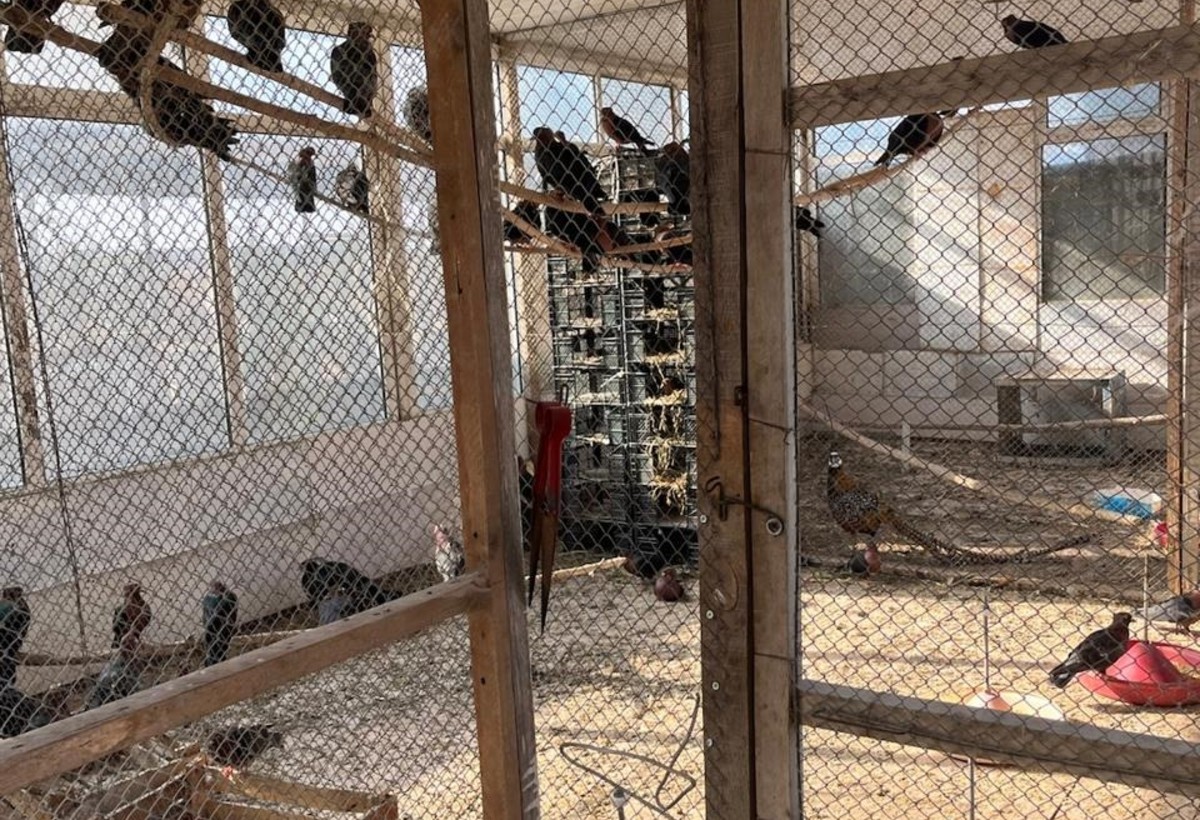 Bu restoranda son 2 ayda ikinci dəfədir ki, quşların qanunsuz saxlanılması aşkarlanır