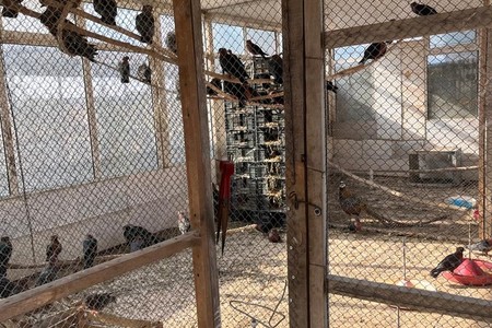 Bu restoranda son 2 ayda ikinci dəfədir ki, quşların qanunsuz saxlanılması aşkarlanır