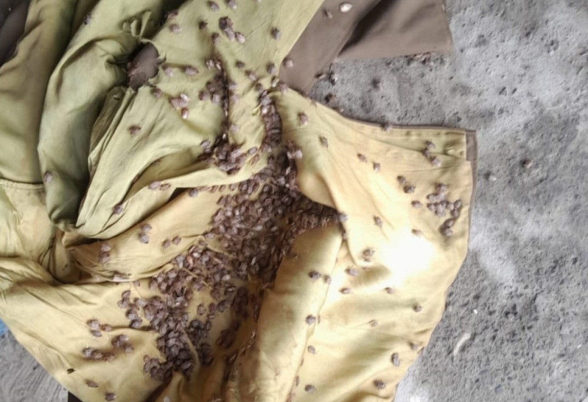 Qaxda qəhvəyi mərmər bağacıq belə MƏHV EDİLDİ