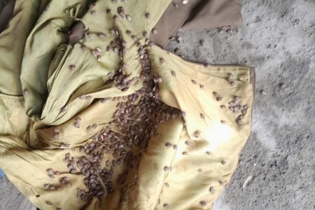 Qaxda qəhvəyi mərmər bağacıq belə MƏHV EDİLDİ