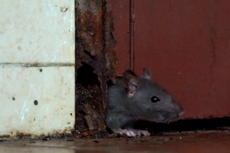 Paytaxtda siçovullar binaya daraşıb, masinları gəmirir - VİDEO