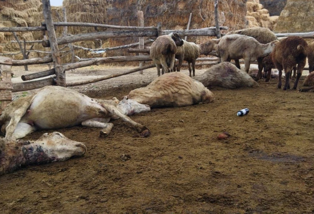 Canavarlar kənd sakininə 8 min manatlıq ziyan vurdu