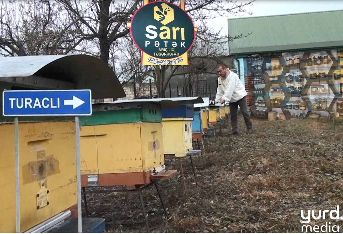 Qarabağ müharibəsindən arıçılığa: “Sarı Pətək”in hekayəsi - VİDEO