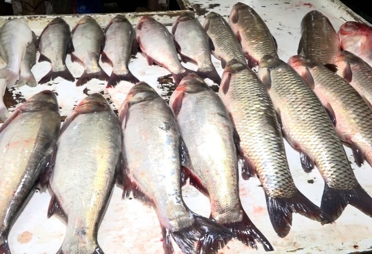 Ölü balıqlar çirkli suda saxlanılır - Bazarda NÖQSANLAR