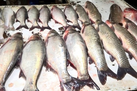 Ölü balıqlar çirkli suda saxlanılır - Bazarda NÖQSANLAR