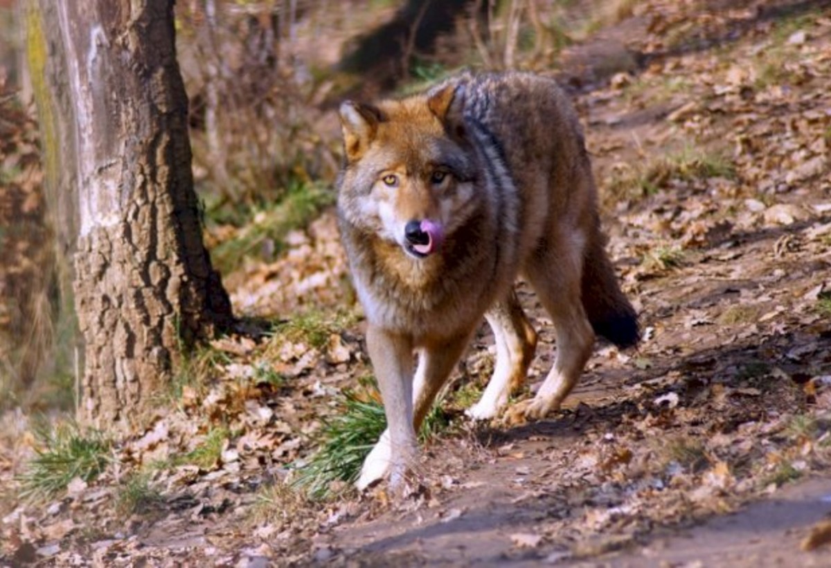 Şəkidə canavar qadın və uşaqlara hücum edib