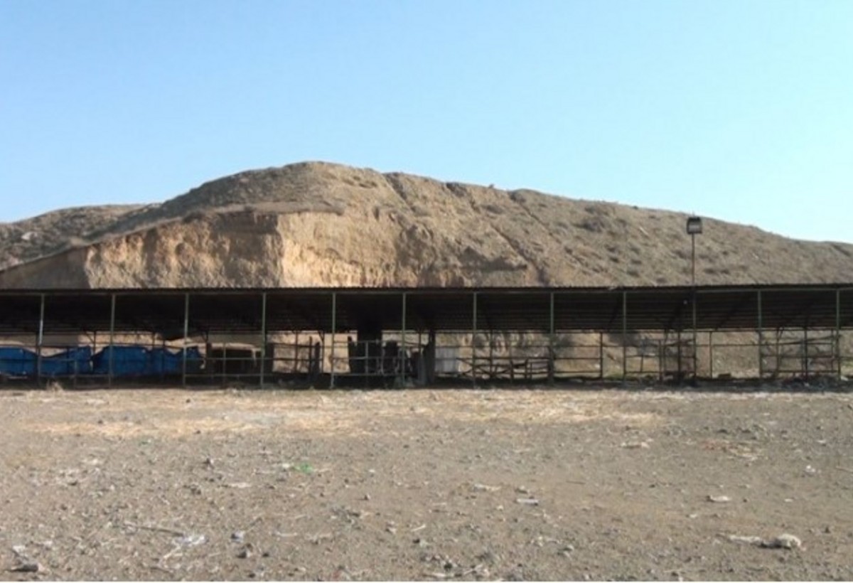 Bazar bağlıdır, heyvanı sosial şəbəkə və dəllal vasitəsi ilə satırlar - VİDEO