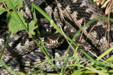 Kəlbəcərdə ilan, siçanlarla mübarizə yeni cihazla aparılacaq