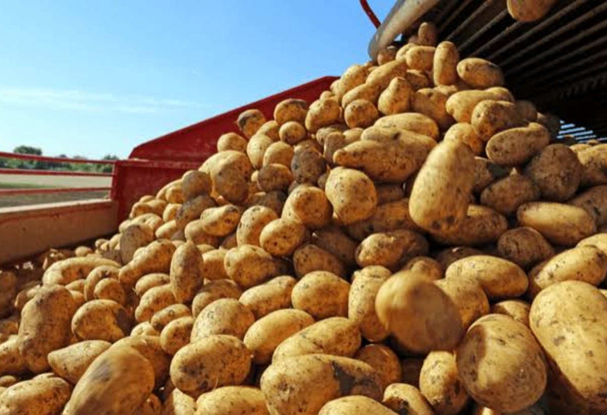 Azərbaycan kartof ixracını artırıb