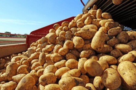 Azərbaycan kartof ixracını artırıb