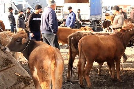 Bu rayonda da mal bazarı yenidən fəaliyyətə başlayacaq - VİDEO