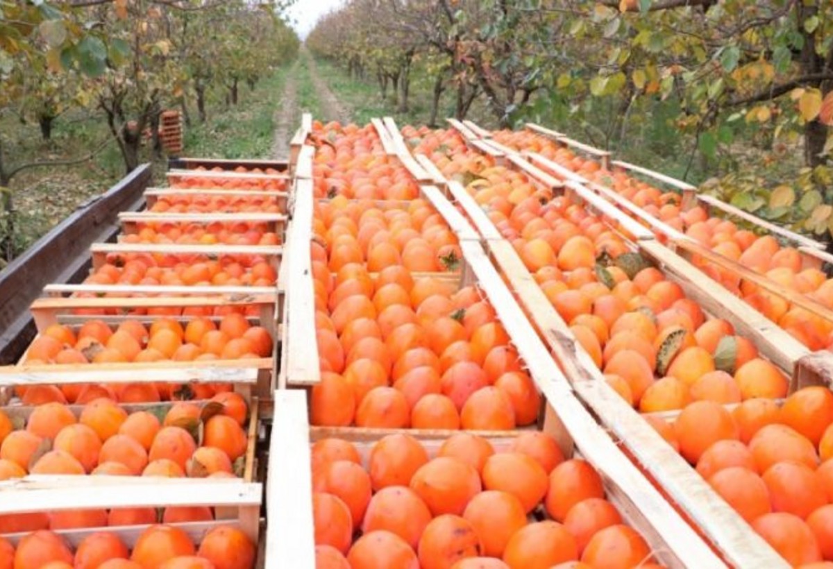 Azərbaycan xurma ixracını artırıb