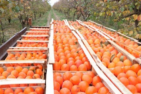 Azərbaycan xurma ixracını artırıb