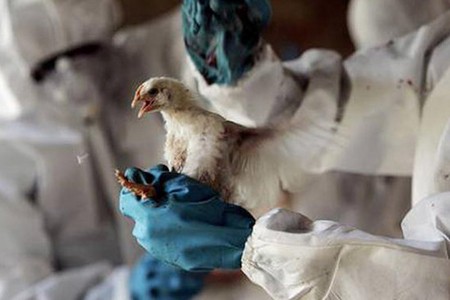 Gələn ay rayonlardakı quş təsərrüfatlarında yoxlama aparılacaq